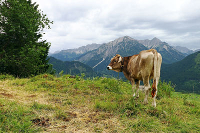 Horse standing on field against mountain range