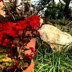 Close-up of red flowers