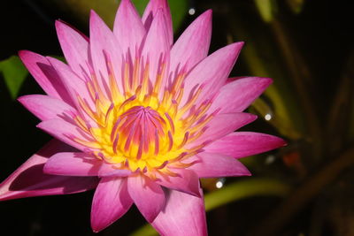 Close-up of pink water lily