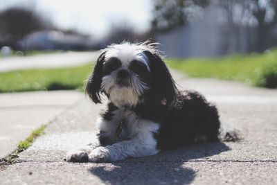 Portrait of dog on road