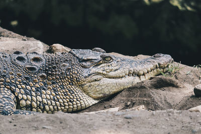 Saltwater crocodile or or indo australian crocodile or man-eater crocodile. sunbathing at the swamp.