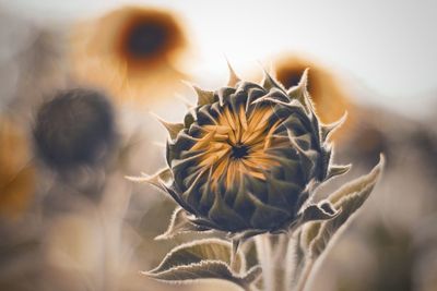 Close-up of wilted flower against blurred background