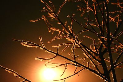 Low angle view of tree against sky during sunset