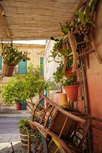 Potted plants on table