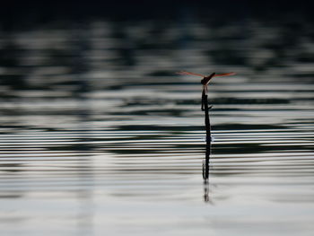 Close-up of dragonfly on stick in lake