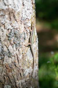 Close-up of lizard on tree trunk