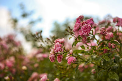 Close-up of pink flowers