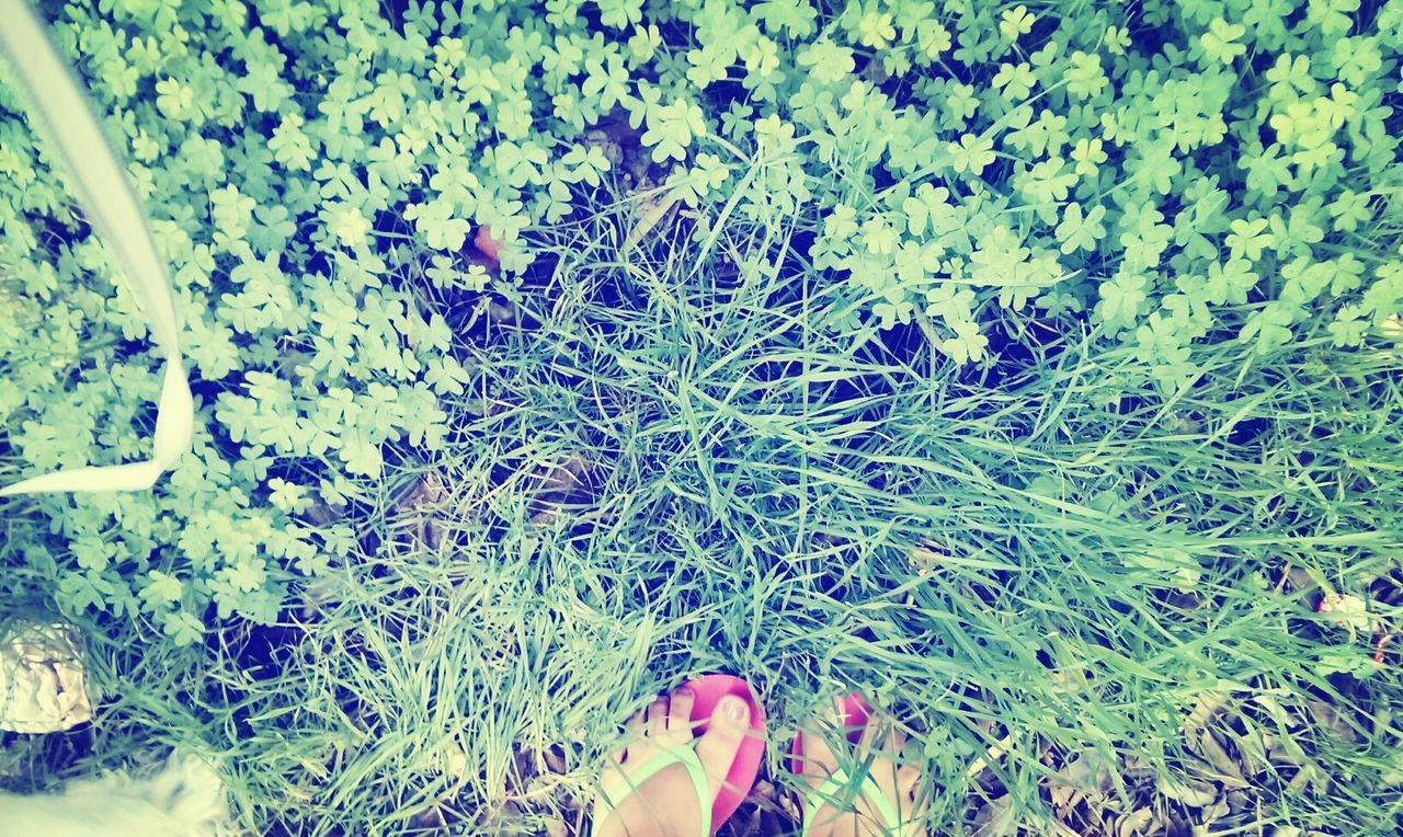 low section, person, personal perspective, high angle view, lifestyles, human foot, shoe, grass, leisure activity, plant, standing, green color, growth, unrecognizable person, field, day