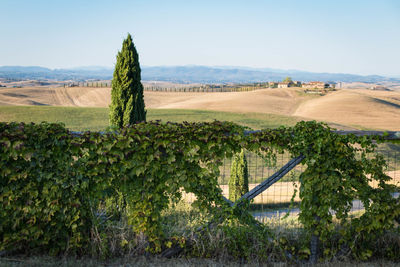 Scenic view of farm against clear sky