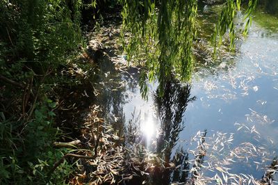 Trees in pond