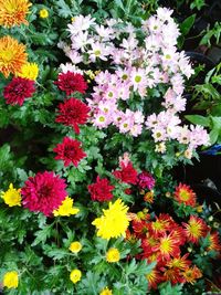 High angle view of flowering plants