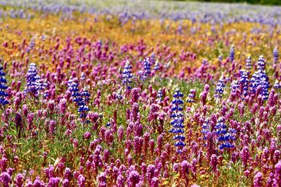 Purple flowering plants on field