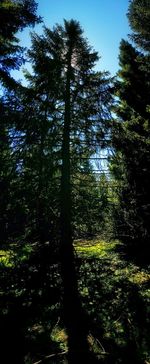 Low angle view of trees