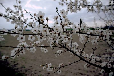 Cherry blossoms in spring