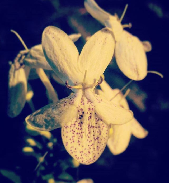 flower, petal, fragility, freshness, close-up, growth, beauty in nature, flower head, nature, plant, blooming, focus on foreground, pollen, bud, in bloom, white color, stamen, blossom, outdoors, wildlife