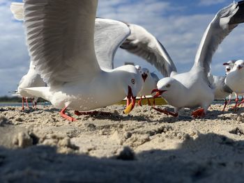 Flock of seagulls on beach