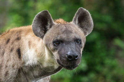 Spotted hyena, crocuta crocuta, looking towards camera