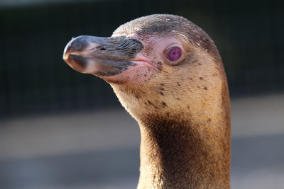 Pinguin head, close up