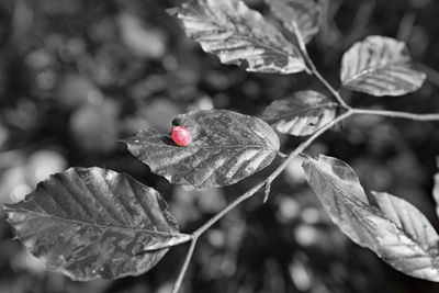 Close-up of red leaves