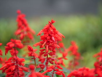 Close-up of red flowering plant
