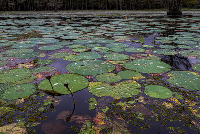 High angle view of lily pads in lake