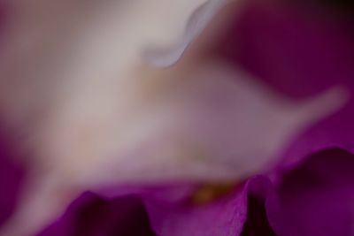 Close-up of purple flower