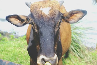 Close-up portrait of cow standing on field