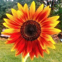 Close-up of orange flower