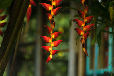 Close-up of orange flowers