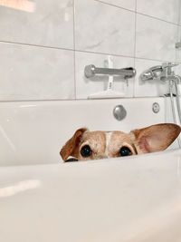 Portrait of dog sitting in bathroom
