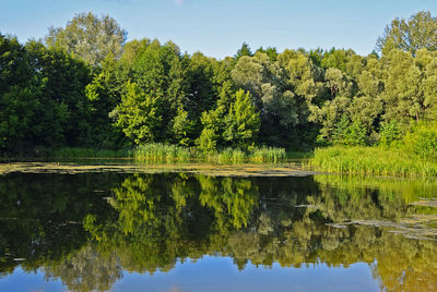 Lake against trees