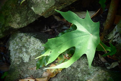 High angle view of lizard