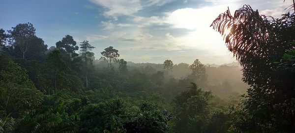 Scenic view of forest against sky during foggy weather