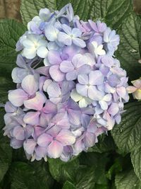 High angle view of purple flowers blooming