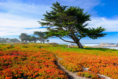 Scenic view of flowering plants and trees on field against sky