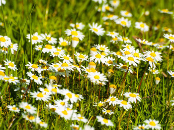 Close-up of yellow flowers blooming on field