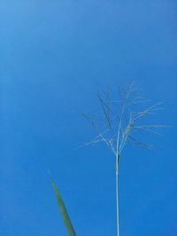 Low angle view of bare tree against clear blue sky