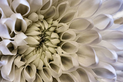 Full frame shot of white dahlia