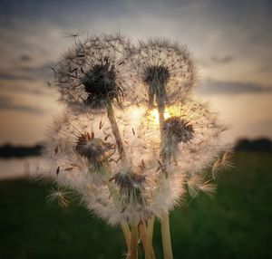 Close-up of dandelion on field against sky during sunset