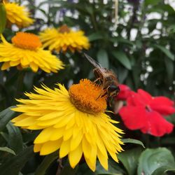 Close-up of bee on yellow flower