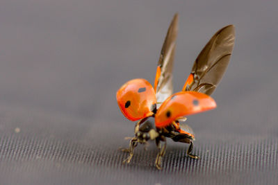 Close-up of ladybug on flower