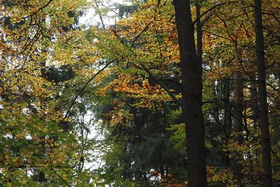 Trees in autumn