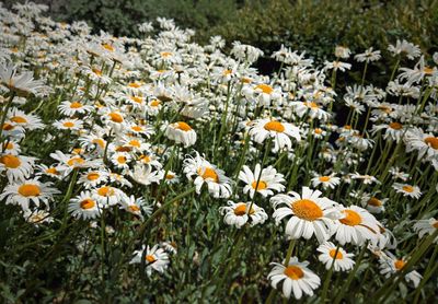 Close-up of white daisy flowers on field