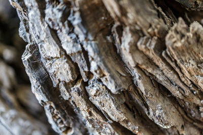 Close-up of tree trunk