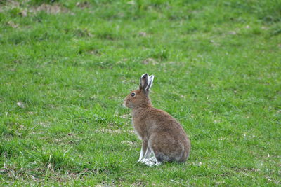 Side view of cat sitting on field