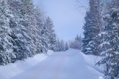 Snow covered trees against clear sky