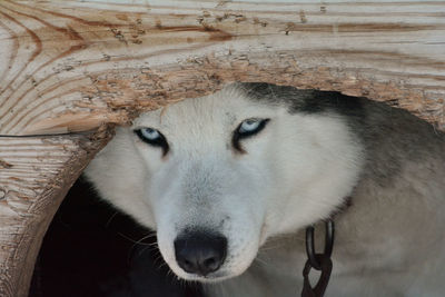 Close-up of dog