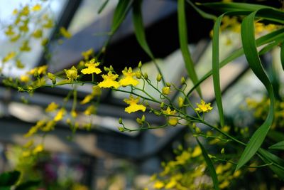 Close-up of yellow flowers