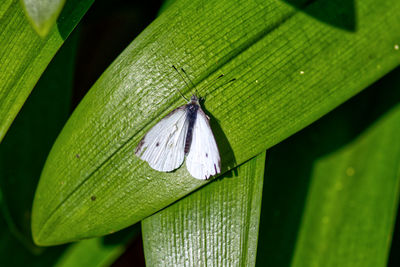 Close-up of butterfly on leaf