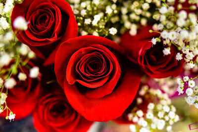 Close-up of red roses